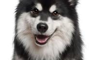 【宠物天地】揭秘：芬兰拉普猎犬并非雪橇三傻之一！