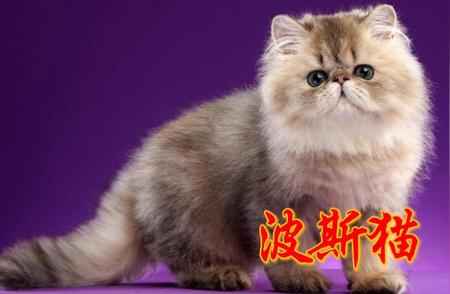 波斯猫：猫界的皇室成员