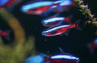 繁星点点的鱼缸世界：你会被这些鱼所吸引吗？