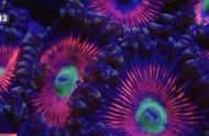 珊瑚：动物还是植物？探索其神秘面纱