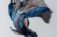 暹罗斗鱼的彩墨云：镜头下的惊艳之美