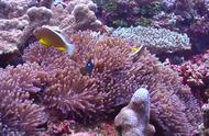 珊瑚的自救之路：霓虹色的奇迹与最后的娇艳