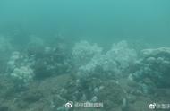 北部湾珊瑚白化危机：海水温度升高引发生存困境