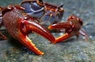 山螃蟹：小溪中的罕见爬行动物，被誉为水陆软黄金