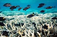 我国珊瑚礁的海洋环保科普（8）