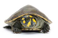 侧颈龟：常见乌龟种类中的独特存在