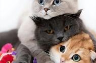 4种皮实且易养的猫咪，新手养猫的最佳选择