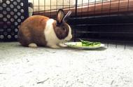 呆萌荷兰兔的日常生活：吃、睡、玩乐