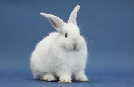 爱申活暖心春：全面解析兔的知识，包括其最大重量和春晚吉祥物的来源