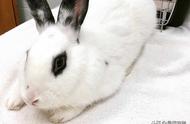 烟熏妆的海棠兔：是否适合养宠物？
