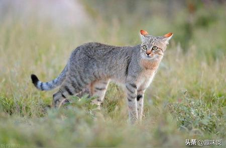 揭秘家猫起源：非洲野猫是祖先吗？