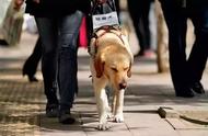 导盲犬的生活：拉布拉多的挑战与困难
