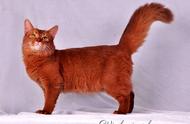 优雅的猫种：索马里猫的特征