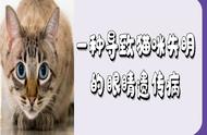 哪些猫品种更易患上先天遗传性眼病？