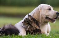 尽职的导盲犬：佛系友善且卓越的猎手——拉布拉多猎犬