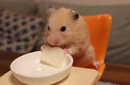 仓鼠的餐具使用习惯：吃饱后的懒散生活