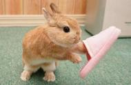 荷兰侏儒兔：兔界中的迷你可爱明星