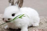 宠物兔的饲养：原创指南