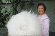 从未见过的超长兔子毛