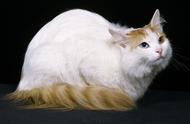 土耳其梵猫：物种百科