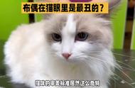 猫咪的审美观：布偶猫在它们眼里为何被视为最丑？