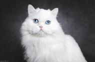 蓝眼猫有哪些品种？探索蓝眼猫的特征和常见类型
