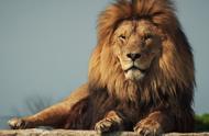 揭秘地球上最强大的十大猫科动物，狞猫和猞猁在列，雄狮稳居榜首