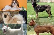 中华田园犬的稀有性：原因何在？