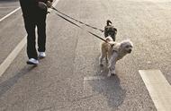 多地出台“最严”犬类管理条例，遛狗不牵绳、不及时清理粪便将受罚