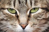 猫咪行为学入门：31条你不得不知的知识