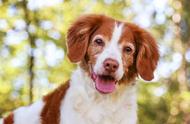 狗狗失明与视网膜萎缩的关系是什么？如何识别自家狗狗是否患有此病？