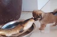 狗狗对盆中的鱼产生了好奇，主人恰好出现：狗和鱼的奇妙接触？