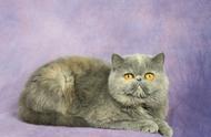 加菲猫：一只性格温和、喜欢粘人的异国短毛猫