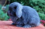 英国迷你垂耳兔：一种可爱的“侏儒”兔