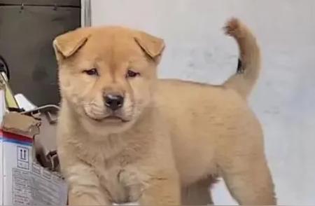新手养狗手册：如何培养一只快乐的中华田园犬