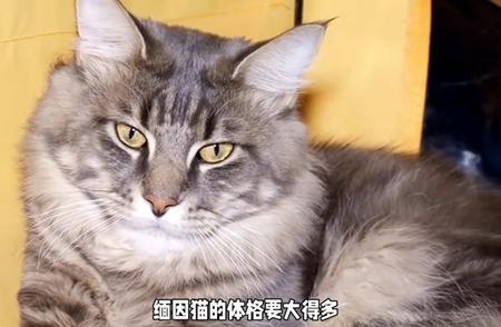 探索缅因猫：揭秘世界上体型最庞大的猫品种