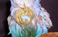 卷毛虎皮：一种终生生长羽毛的奇特生物