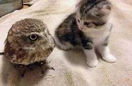揭秘小猫与小猫头鹰的浪漫邂逅