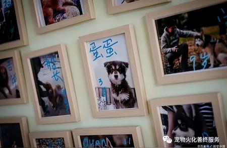 深圳宠物无害化处理中心：全面解析宠物火化流程、收费及地址