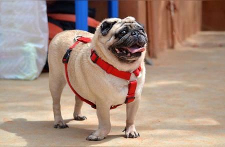 探索巴哥犬的魅力：七大令人着迷的优点
