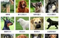 探索世界：178种宠物狗品种的魅力