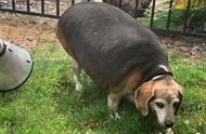 比格犬的励志减肥之旅：从40公斤到减掉12.7公斤