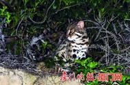 豹猫神秘现身同安，罕见野生动物引发热议