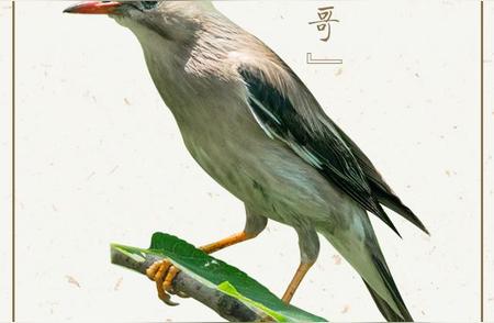 丝光椋鸟：大自然的胆小“精灵”
