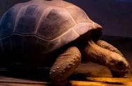 揭秘乌龟长寿之谜：真的是因为不爱动吗？