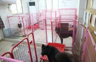 广州宠物救助站探访记：可爱的小动物等你来领养