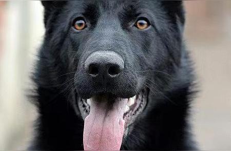 烈性犬伤人事件频发，禁养犬只规定需严格执行