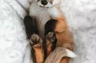 揭秘养红狐当宠物的乐趣与注意事项