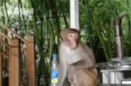 揭秘养猴子当宠物的真相：专家警告违法且危及生命