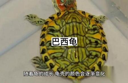 探索黄绿相间的巴西龟：美丽与智慧并存的水中精灵